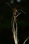 Blue Ridge sedge